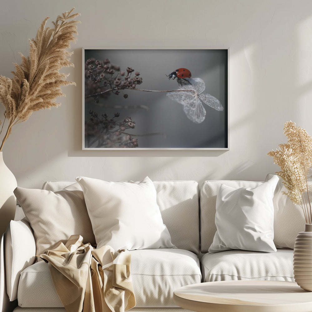 Ladybird on hydrangea. | Poster