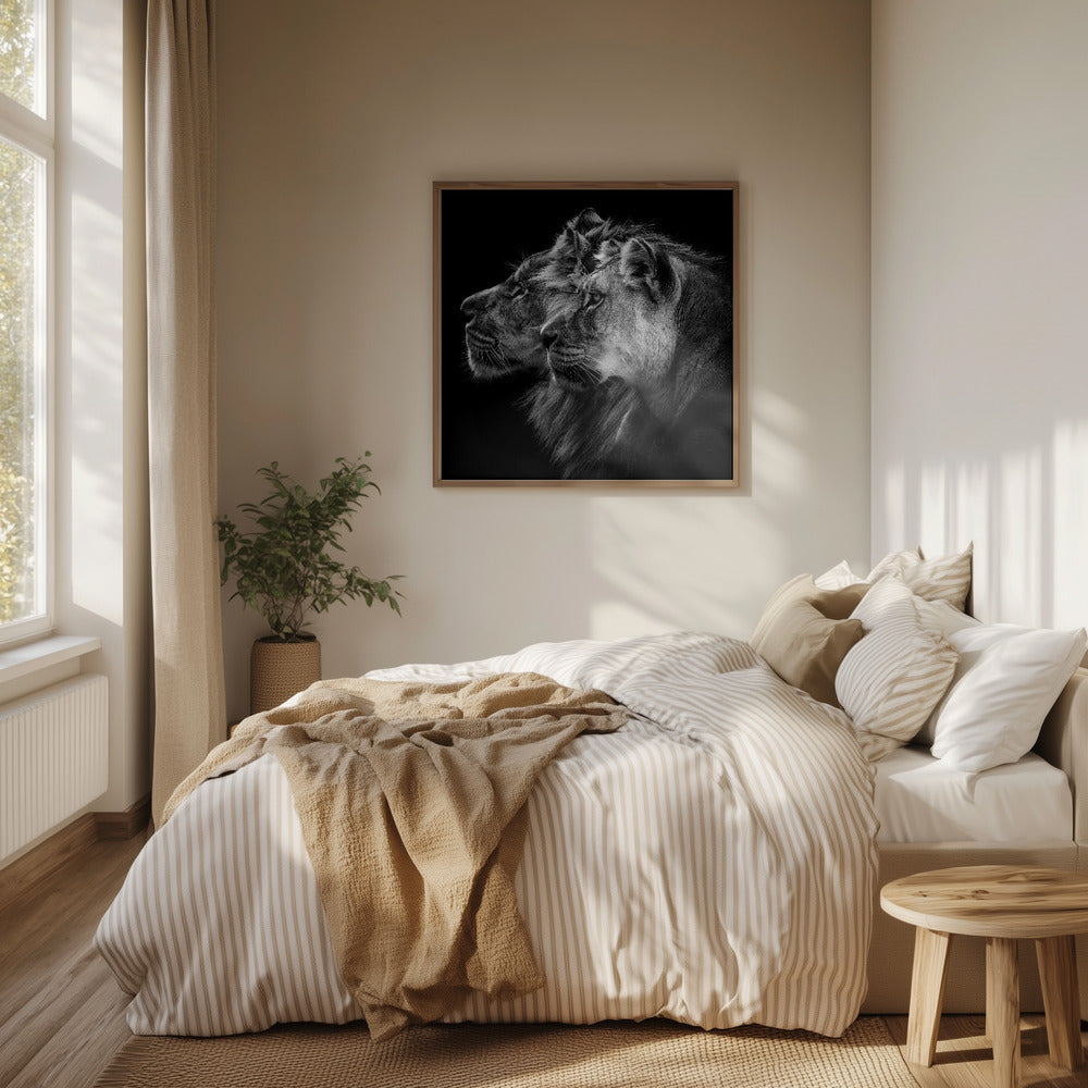 Lion and  lioness portrait | Poster