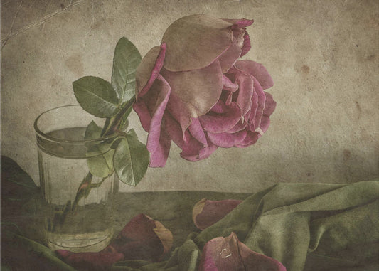 Tear of Rose | Wallpaper