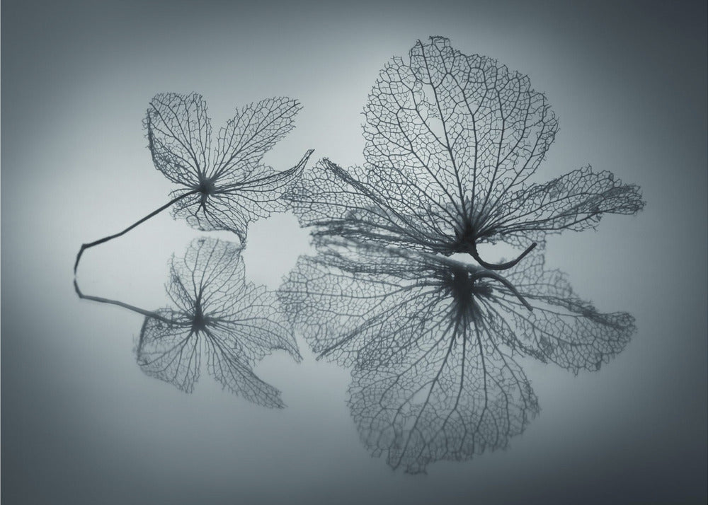 Ephemeral Beauty | Poster