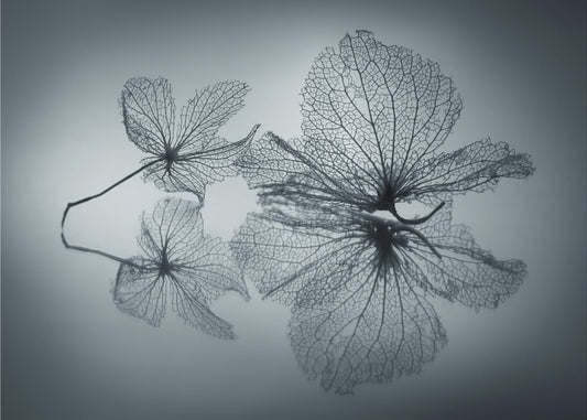 Ephemeral Beauty | Poster