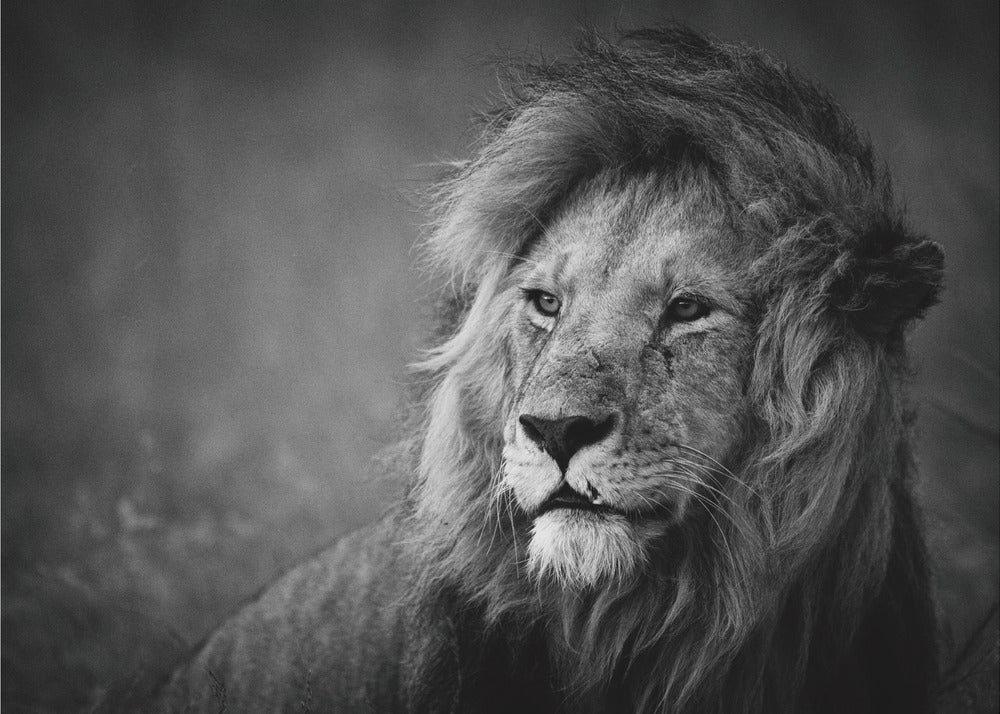 Regal | Poster