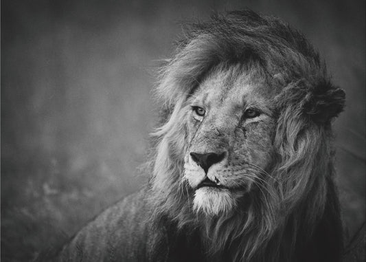 Regal | Poster