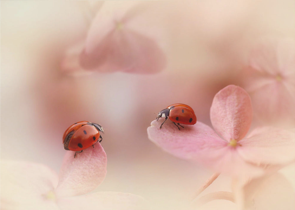 Ladybirds on pink hydrangea. | Poster