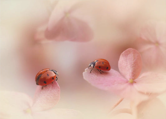 Ladybirds on pink hydrangea. | Poster