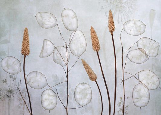 Lunaria | Wallpaper