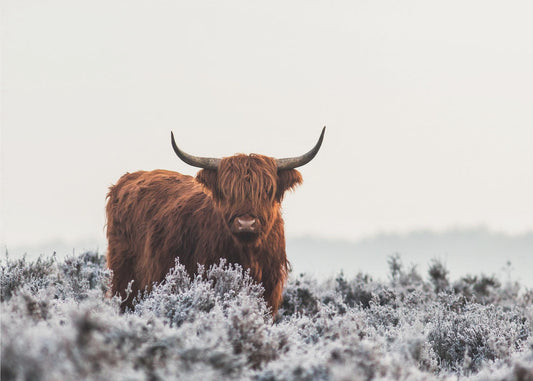 Highlander | Poster