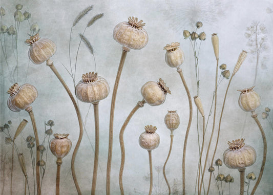 Papaver | Wallpaper