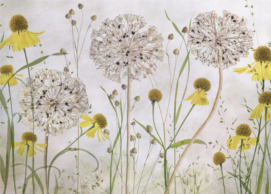 Alliums and heleniums | Wallpaper