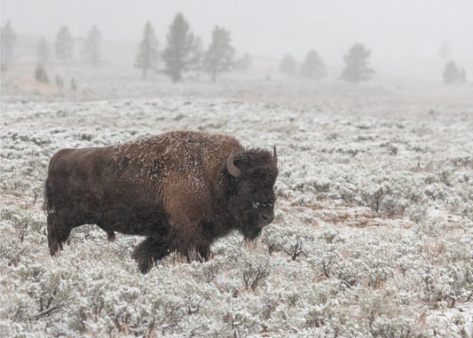Late Fall Yellowstone | Poster