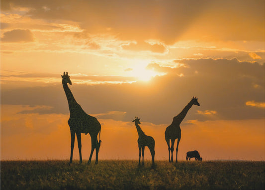 Goldenes Afrika | Fototapeten