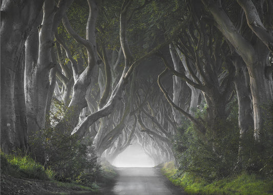 DARK HEDGES | Wallpaper