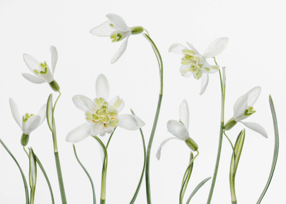 Spring Snowdrops | Wallpaper