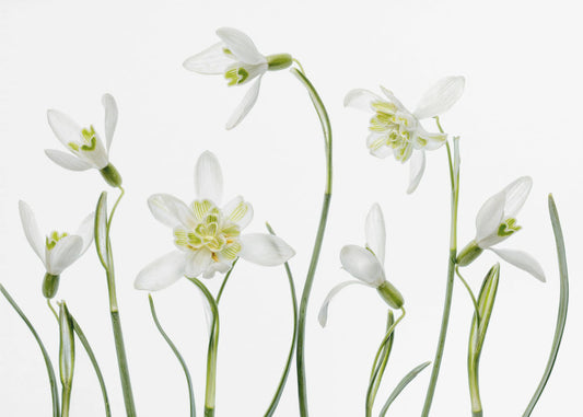 Spring Snowdrops | Wallpaper