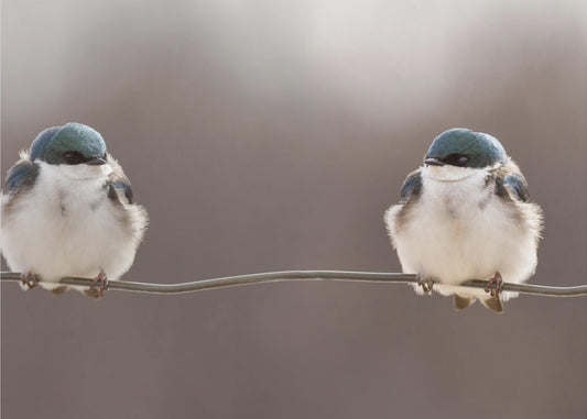 Birds on a wire | Poster