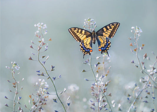 Swallowtail beauty | Wallpaper