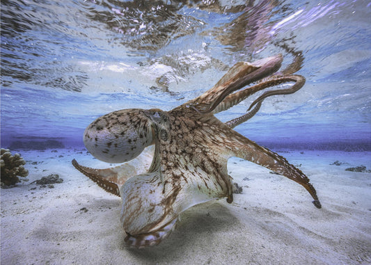 Dancing Octopus | Wallpaper