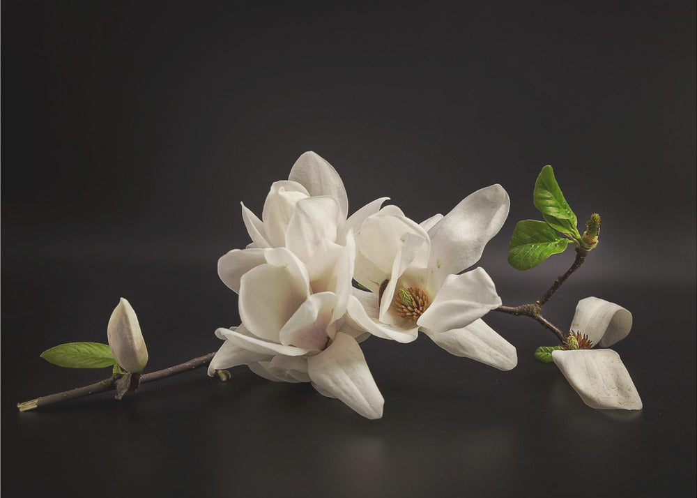Magnolia | Wallpaper