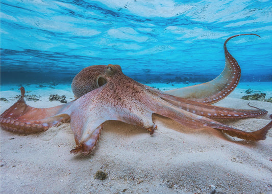 Octopus | Wallpaper