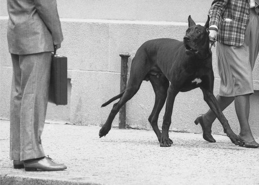 Deutsche Dogge Bodyguard (aus der Serie „Boy meets girl“) | Leinwand-Bilder