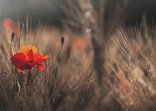 Poppy with corn | Wallpaper