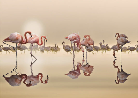 FLAMINGOS | Wallpaper