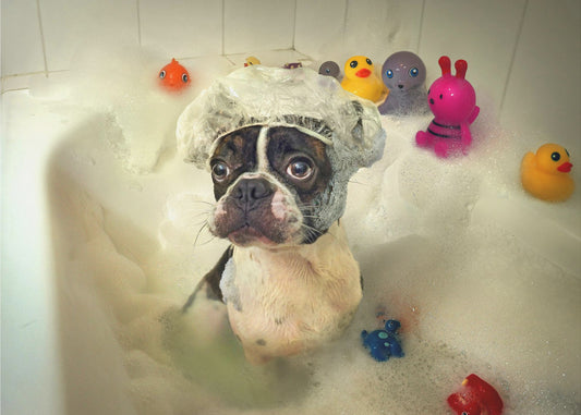 The Bath | Poster
