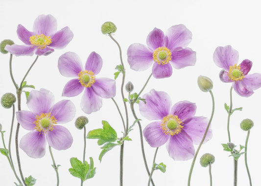 Anemone Japonica | Wallpaper