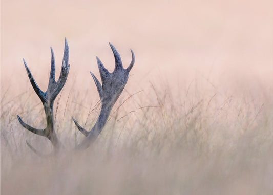 Hide &amp; Seek  ( Horn of Stag) | Poster