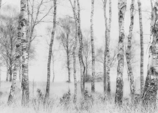 Black and white | Wallpaper