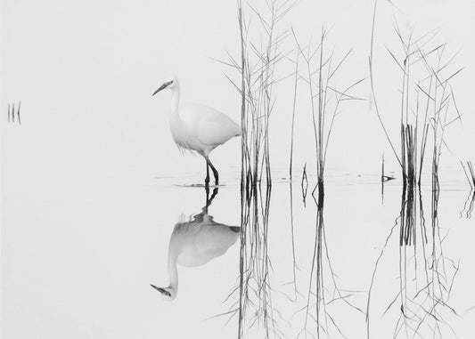 white | Poster