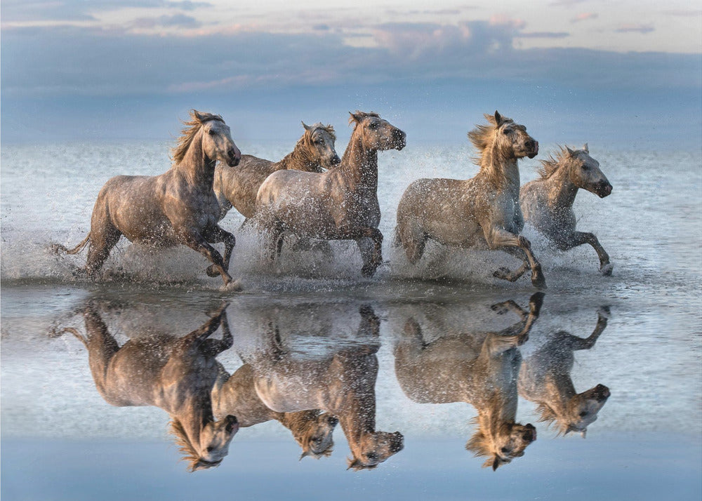 Horses and reflection | Poster