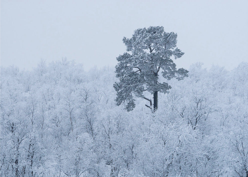 Första snön | Fototapet