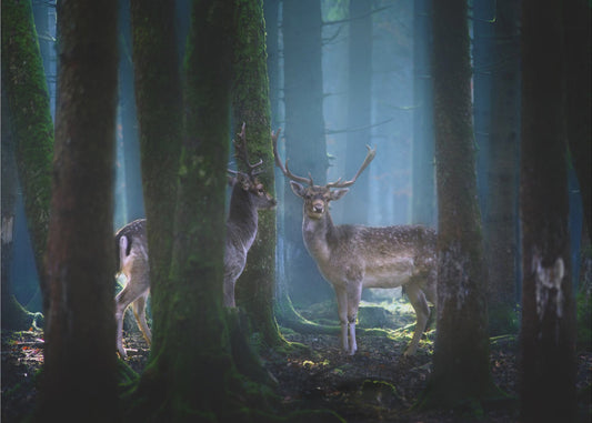 Deers | Wallpaper