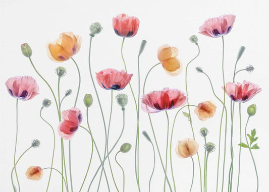 Papaver party | Wallpaper