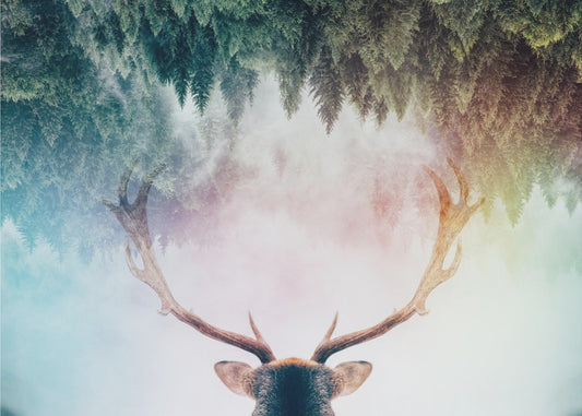 Antler | Wallpaper