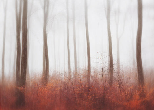 Endless Woods | Wallpaper