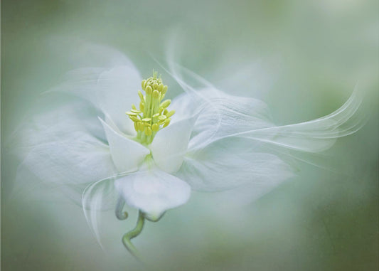 Mystical | Wallpaper
