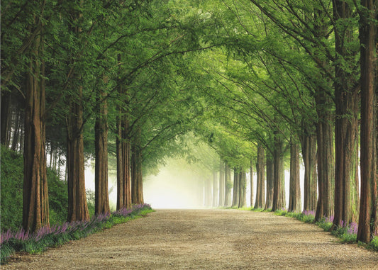 Metasequoia Road | Wallpaper