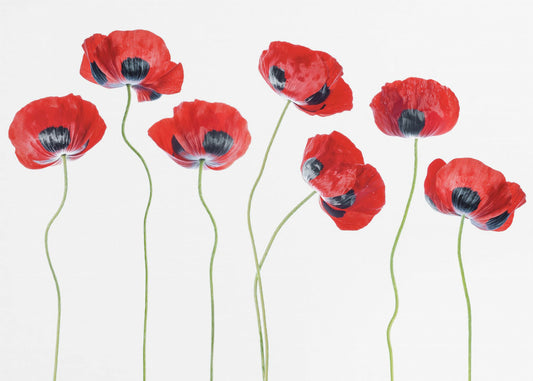 Ladybird Poppies | Wallpaper