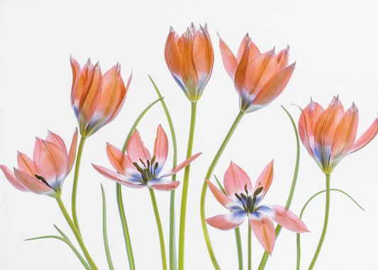 Apricot Tulips | Wallpaper