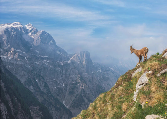 Alpine Ibex in the mountains | Wallpaper