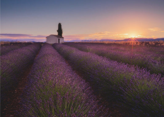 Provence Lavender | Wallpaper