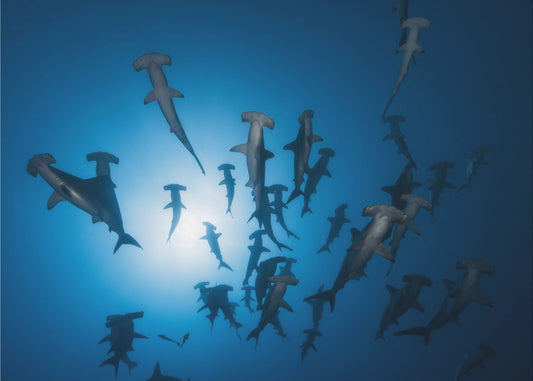 Hammerhead Shark - Underwater Photography | Wallpaper