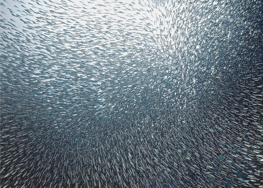 Sardines Firework | Poster