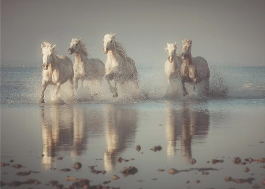 Camargue Horses | Wallpaper