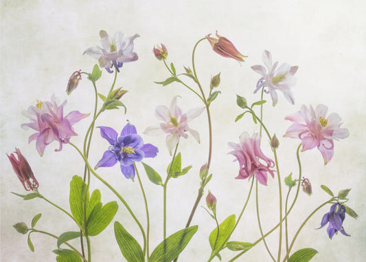 Columbine | Wallpaper