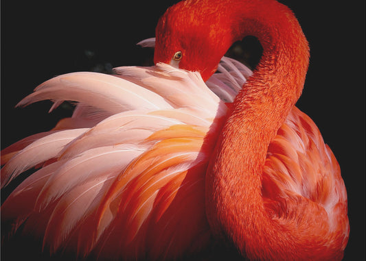 flamingo | Wallpaper