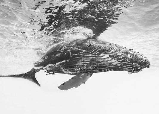 Humpback whale calf | Wallpaper