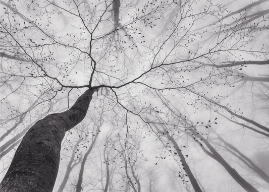 A view of the tree crown | Wallpaper